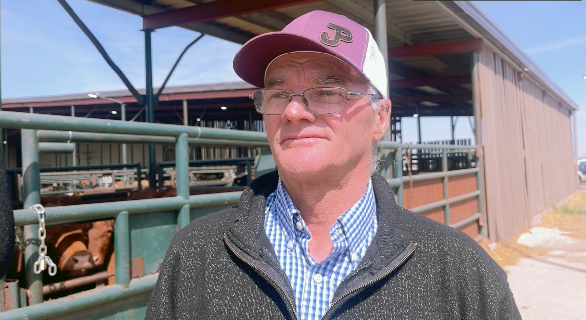 A man stands by a pen of cattle.